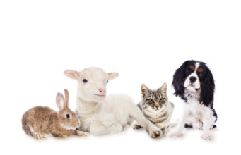 Tierschutzbeauftragter für Bochum gefordert