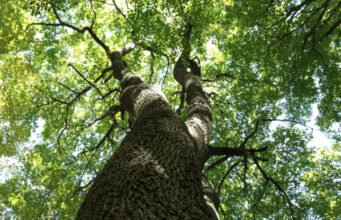 Bäume auf der Castroper Straße erhalten.