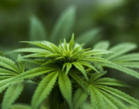 Modellprojekt soll Cannabis in Bochum legalisieren.