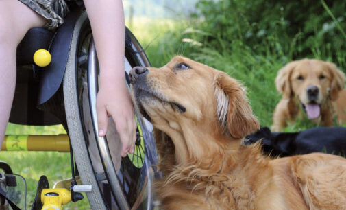 Kampagne für Assistenzhunde soll Behinderten das Leben erleichtern.