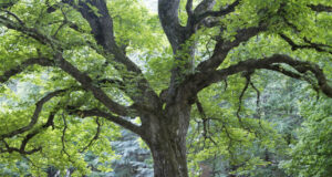 Naturdenkmalverordnung: Bäume besser schützen