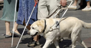 Problem mit Assistenzhund in Lokal hätte nicht sein müssen, wenn Stadtgestalter-Antrag 2022 umgesetzt worden wäre.