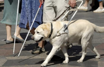 Problem mit Assistenzhund in Lokal hätte nicht sein müssen, wenn Stadtgestalter-Antrag 2022 umgesetzt worden wäre.