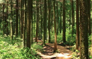 Bürgerwälder in Bochum – STADTGESTALTER starten Initiative