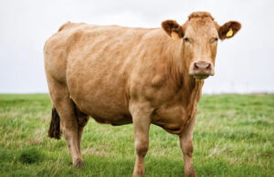 Tierschutz-Skandal im Schlachthof – Konsequenzen im Ordnungs- und Veterinäramt gefordert