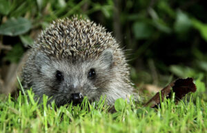Schutz von Igeln in Bochum – STADTGESTALTER für Mähroboter-Verbot während Dunkelheit
